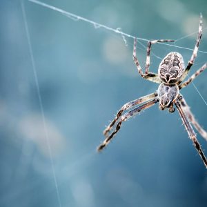 Fear of Spiders