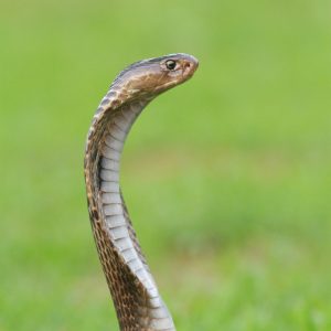mohan moolepetlu VUr5nmC1IM4 unsplash scaled